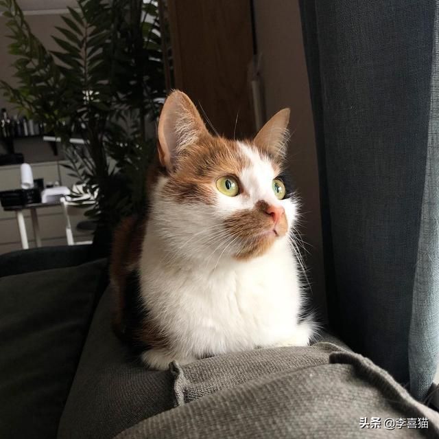 猫草在哪有的简单介绍