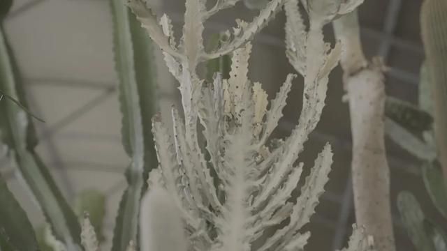 花房在哪里看(1688阿里巴巴批发网)