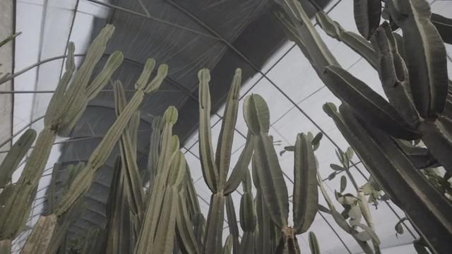 花房在哪里看(1688阿里巴巴批发网)