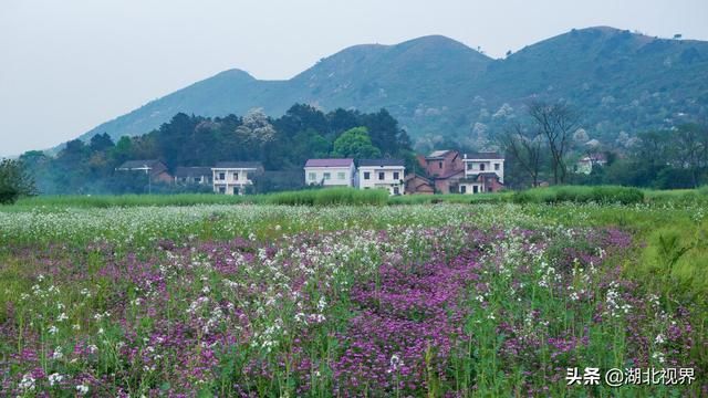 包含枣连庄在哪的词条