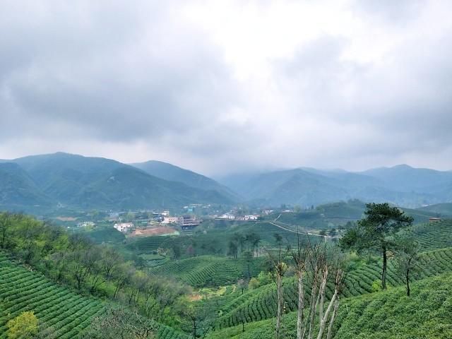 苏州茶叶市场在哪里(苏州卖茶叶的市场在哪里)