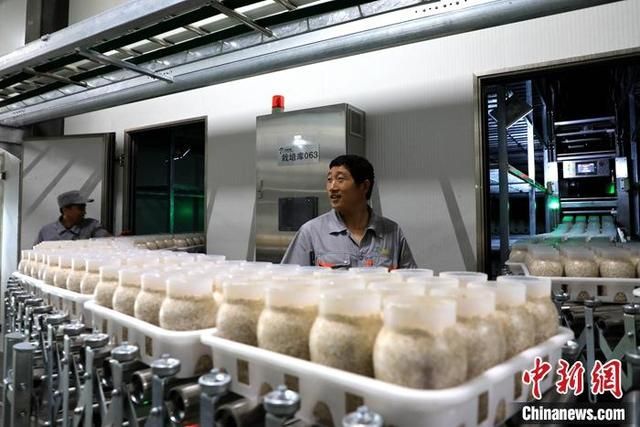 关于蘑菇村在哪的信息