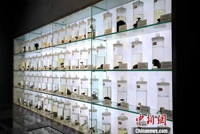 关于蘑菇村在哪的信息
