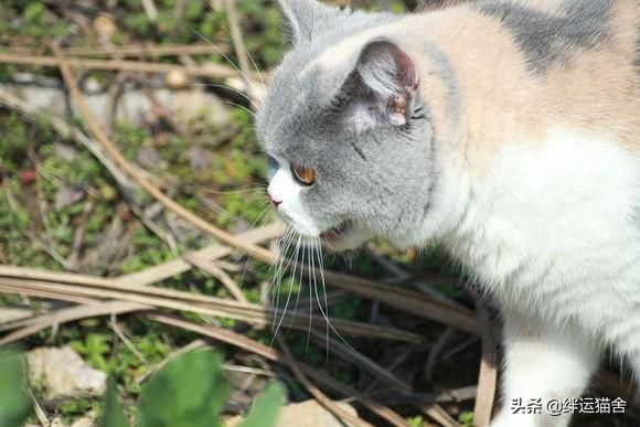 流浪猫白天都藏在哪里(白天流浪猫躲在哪里)