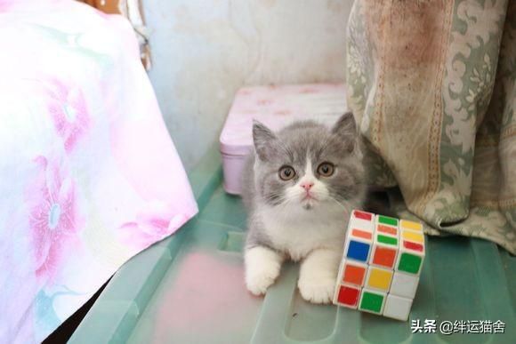 流浪猫白天都藏在哪里(白天流浪猫躲在哪里)