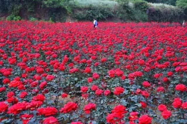 乐山玫瑰庄园在哪里(获嘉玫瑰庄园在哪里)