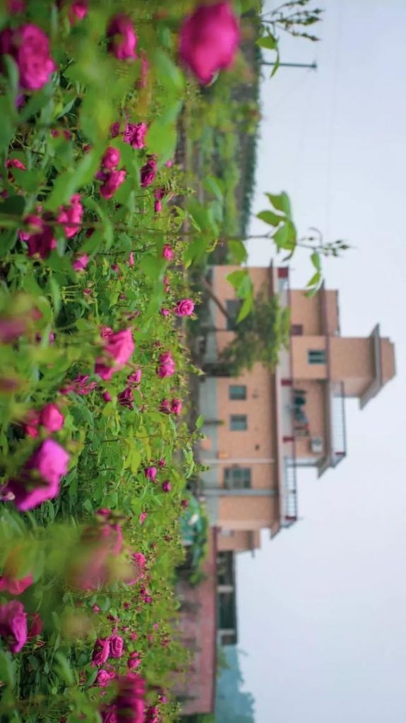 乐山玫瑰庄园在哪里(获嘉玫瑰庄园在哪里)