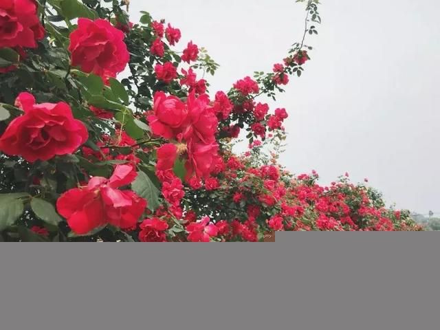 乐山玫瑰庄园在哪里(获嘉玫瑰庄园在哪里)