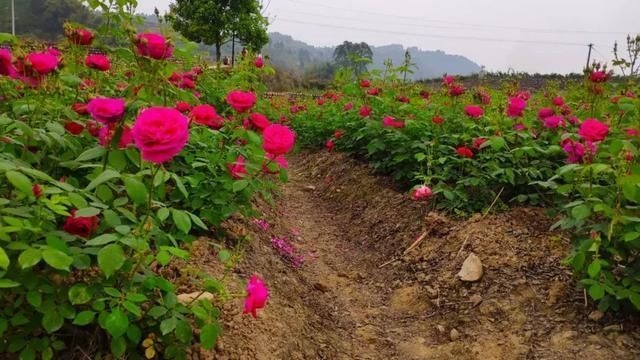 乐山玫瑰庄园在哪里(获嘉玫瑰庄园在哪里)
