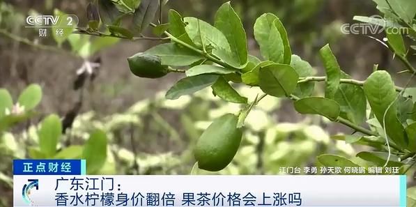 柠檬贵在哪(柠檬桂花茶的功效与作用)
