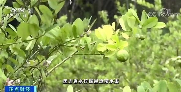 柠檬贵在哪(柠檬桂花茶的功效与作用)