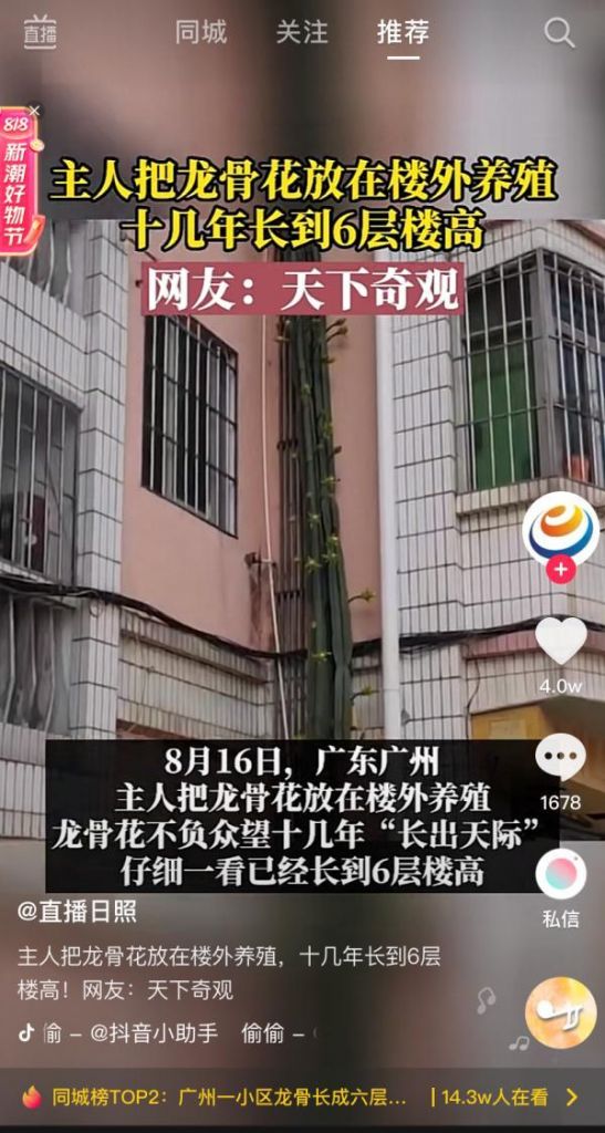 天天向上长高片在哪买(天天向上钙片能长高)