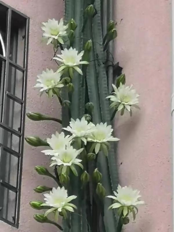 天天向上长高片在哪买(天天向上钙片能长高)