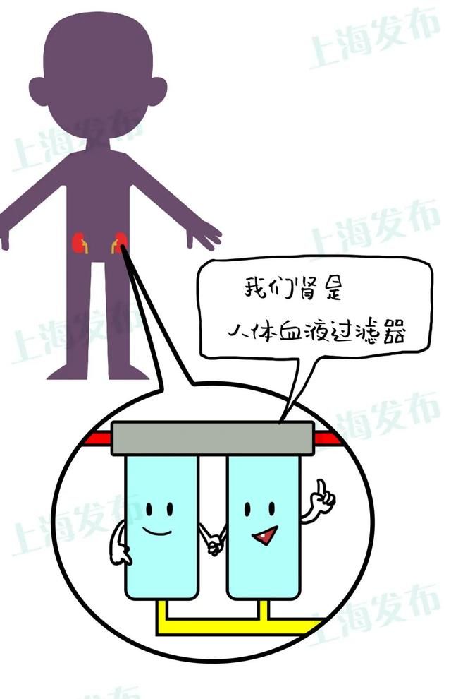 原尿藏在哪的简单介绍
