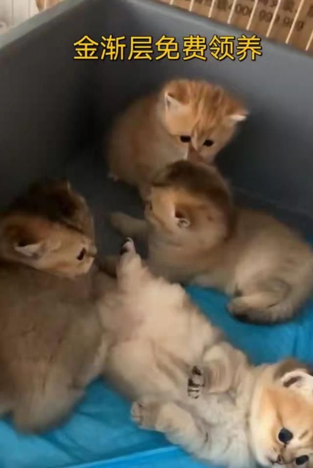 我的猫咪在哪儿14(我的猫系女友)