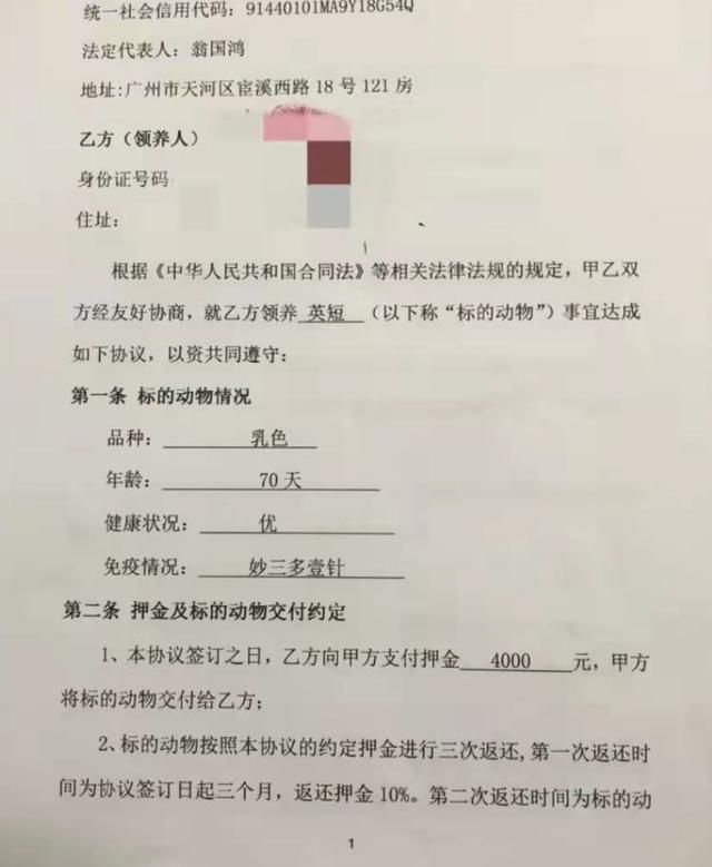 我的猫咪在哪儿14(我的猫系女友)
