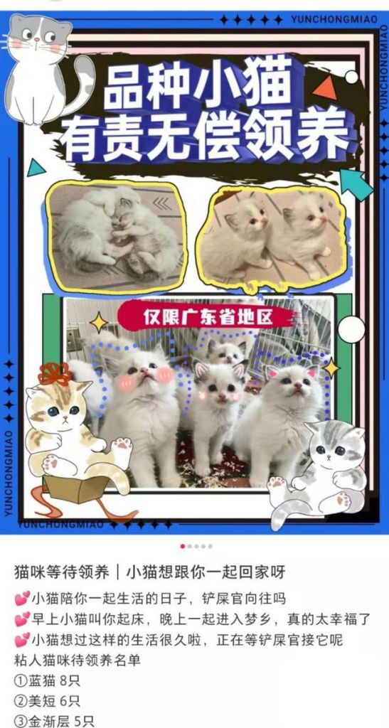 我的猫咪在哪儿14(我的猫系女友)