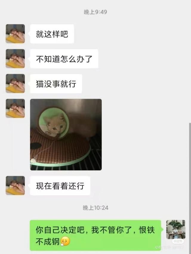 我的猫咪在哪儿14(我的猫系女友)