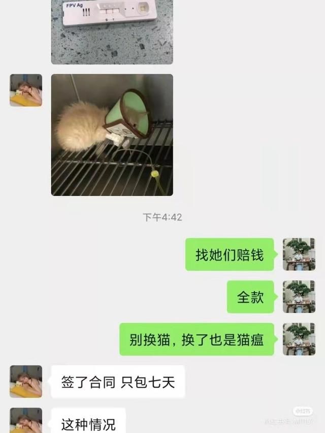 我的猫咪在哪儿14(我的猫系女友)