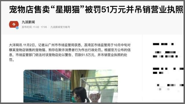 我的猫咪在哪儿14(我的猫系女友)