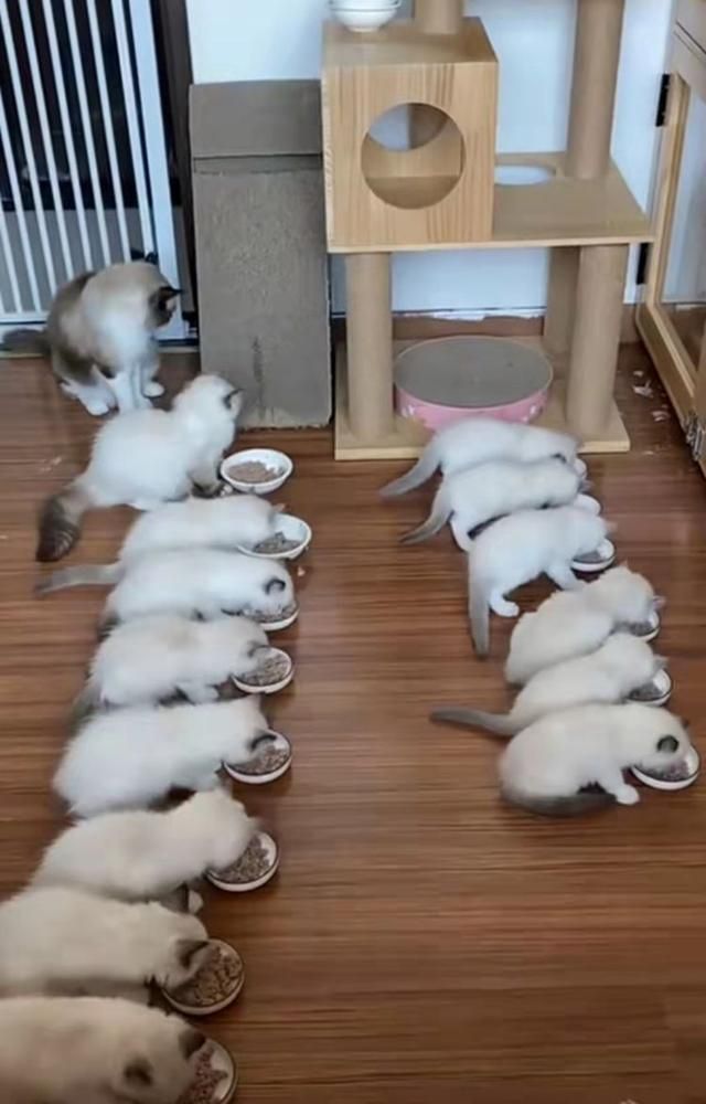我的猫咪在哪儿14(我的猫系女友)