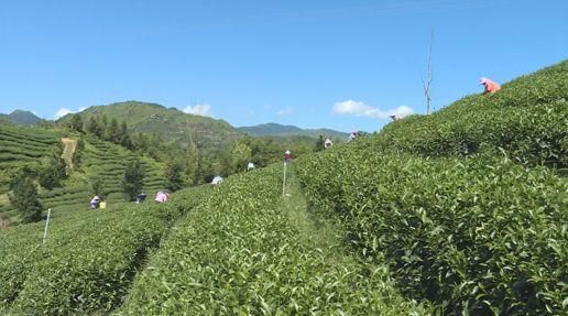 阿里山在哪里个城市(阿里山在哪里哪个城市)