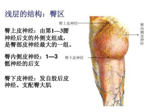 臀上皮神经位置在哪(臀上皮神经位置图)
