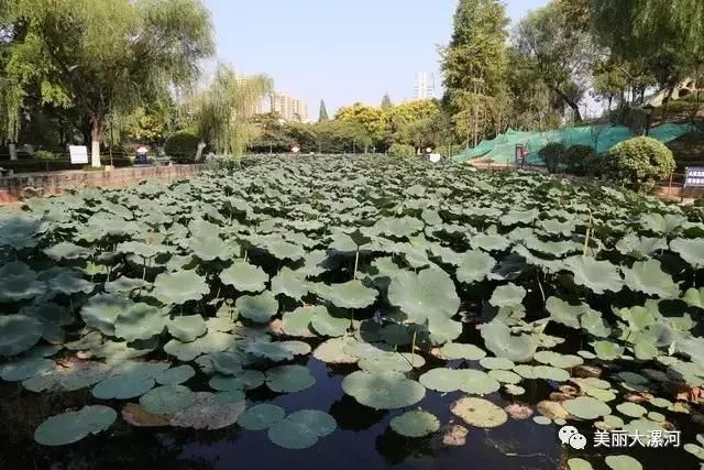 漯河市中心在哪里(漯河市中心医院)