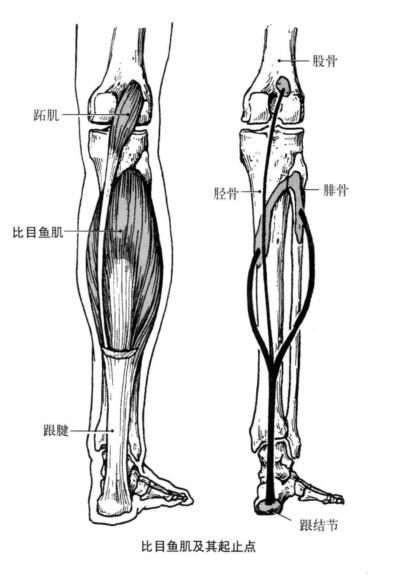 第五跖骨在哪(第五跖骨在哪里)