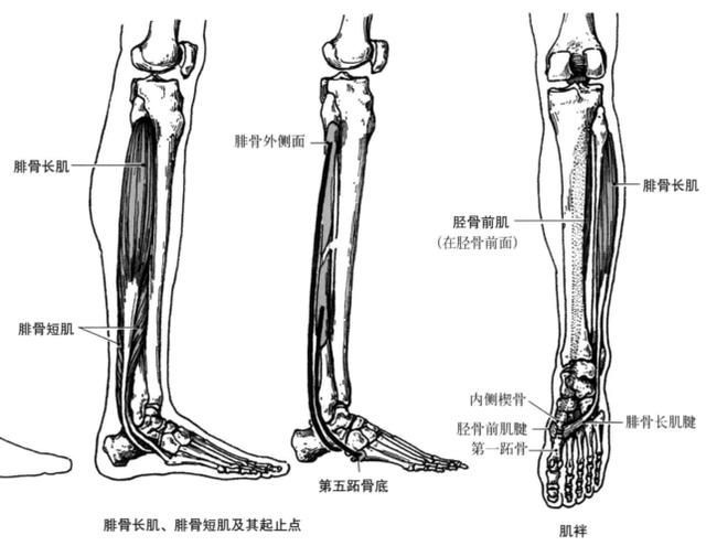 第五跖骨在哪(第五跖骨在哪里)