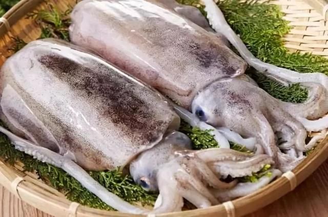 墨鱼生长在哪(墨鱼生长在大海里吗)