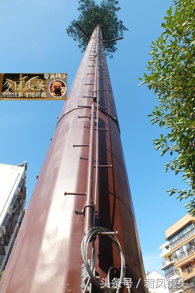 树耸立在哪(输送链附件)