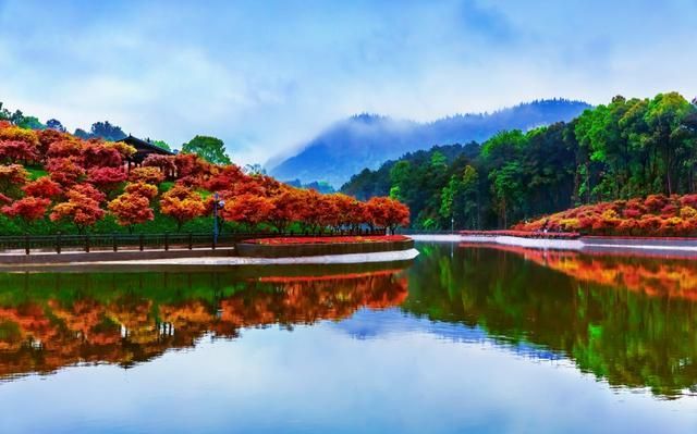 鲜花岛在哪里(鲜花培训在哪里学)