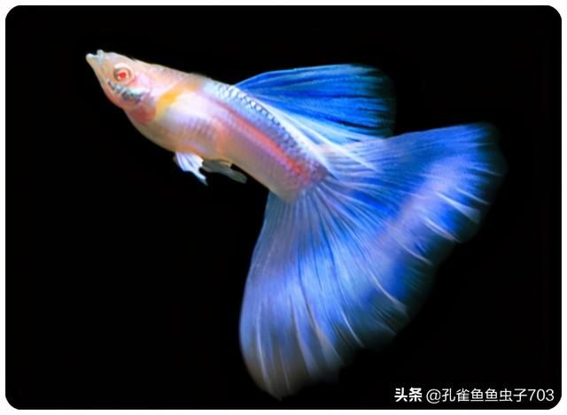 莫兰在哪(莫兰在哪个动漫)