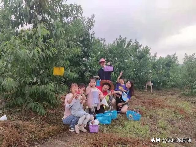 龙泉驿水蜜桃在哪里买(龙泉驿水蜜桃的特点)