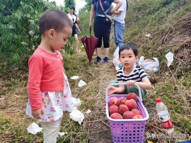 龙泉驿水蜜桃在哪里买(龙泉驿水蜜桃的特点)