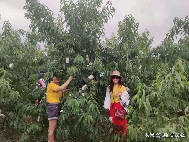 龙泉驿水蜜桃在哪里买(龙泉驿水蜜桃的特点)