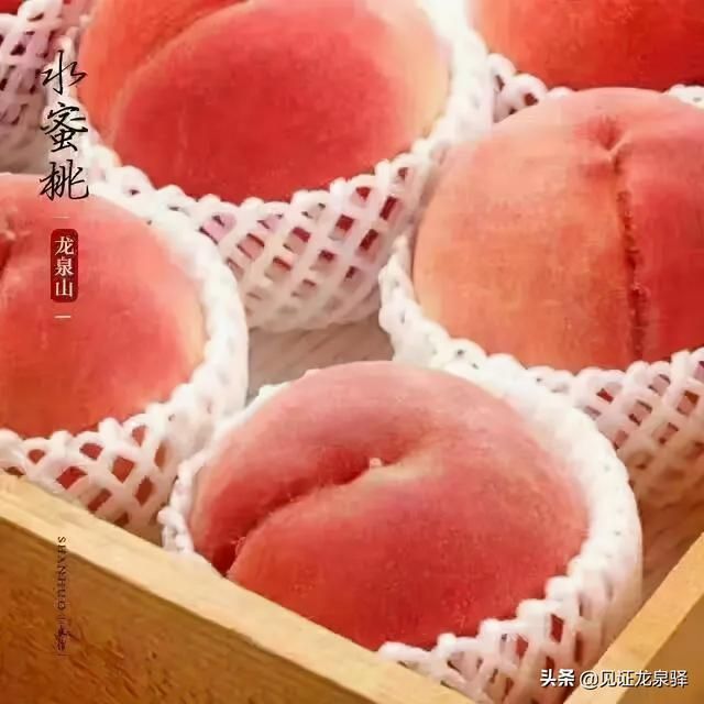 龙泉驿水蜜桃在哪里买(龙泉驿水蜜桃的特点)