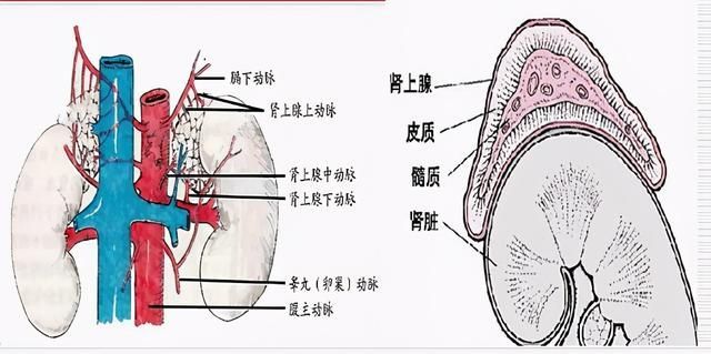肾腺在哪(莘县在哪个市)