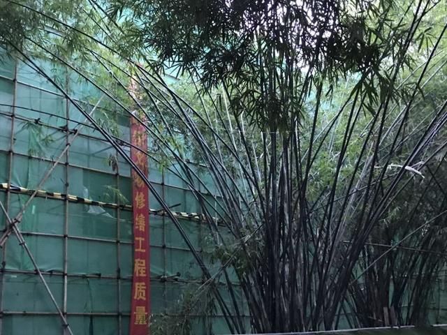 枇杷山在哪儿的简单介绍