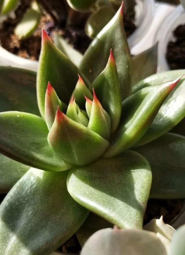 艳红在哪上的简单介绍