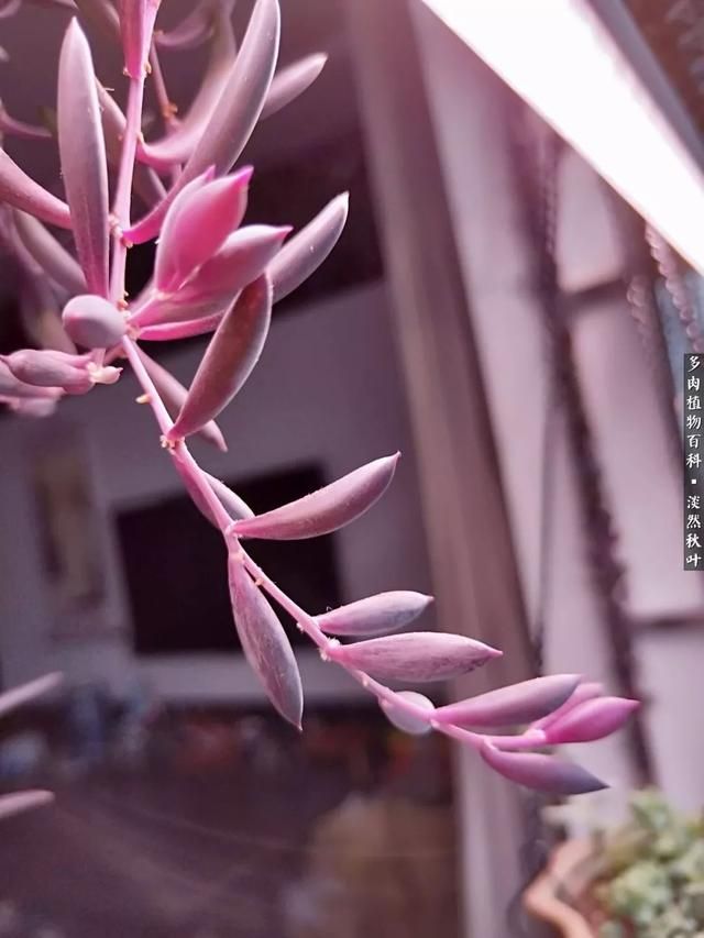 艳红在哪上的简单介绍